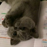 Аватар Полина